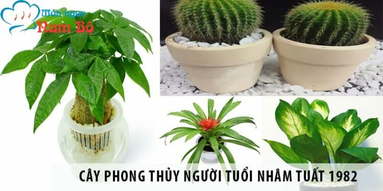 Cây phong thủy người tuổi Nhâm Tuất 1982 thu may mắn, tài lộc Cây phong thủy người tuổi Nhâm Tuất 1982 thu may mắn, tài lộc