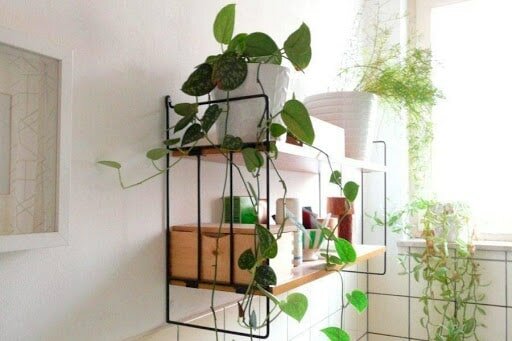 Cây trầu bà Cây trầu bà