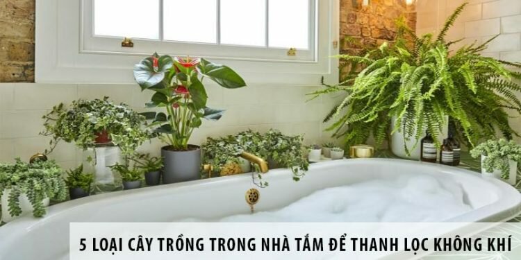 5 loại cây trồng trong nhà tắm để thanh lọc không khí