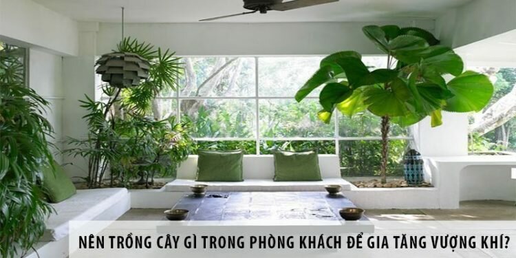 Nên trồng cây gì trong phòng khách để gia tăng vượng khí? Nên trồng cây gì trong phòng khách để gia tăng vượng khí?
