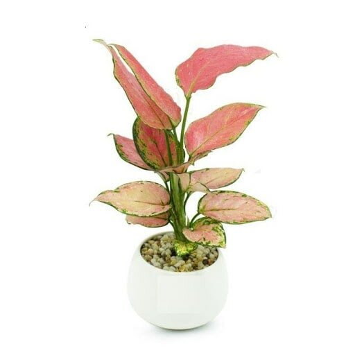 Cây vạn lộc Cây vạn lộc