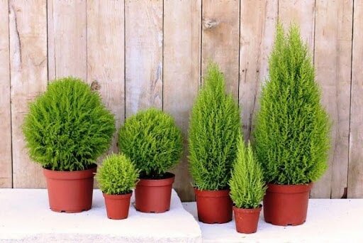 Cây thủy tùng Cây thủy tùng