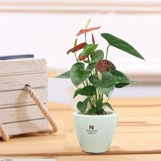 Cây Hồng Môn Cây Hồng Môn