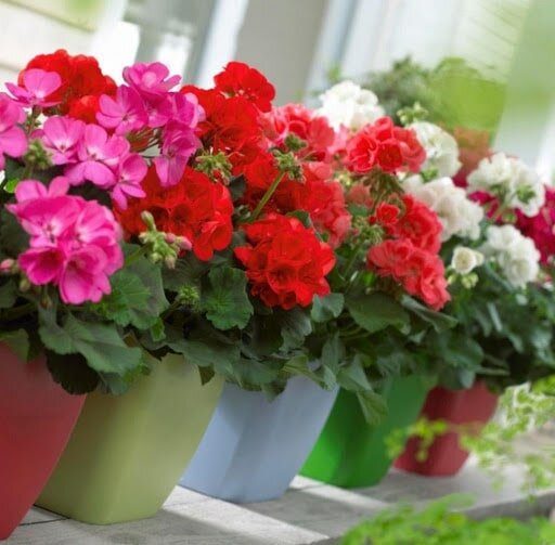 Hoa phong lữ thảo Hoa phong lữ thảo