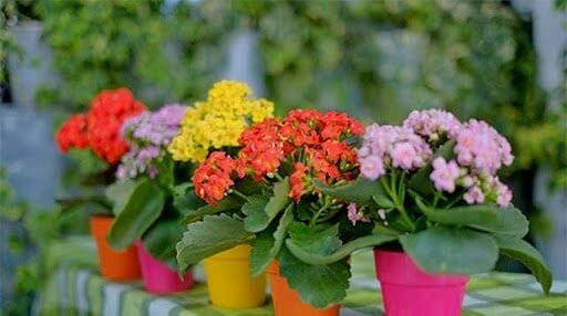 Hoa oải hương Hoa oải hương