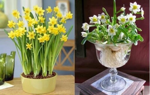 Hoa thủy tiên Hoa thủy tiên