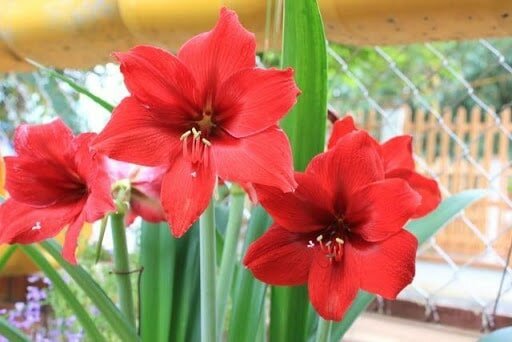 Hoa huệ lily Hoa huệ lily