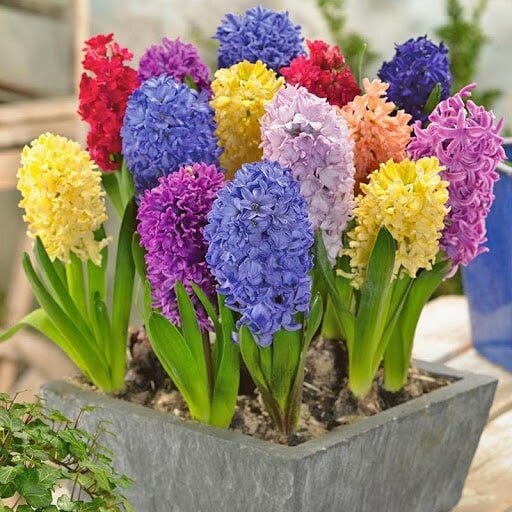 Hoa dạ lan hương Hoa dạ lan hương