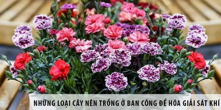 Những loại hoa nên trồng trong nhà giúp thư giãn tinh thần