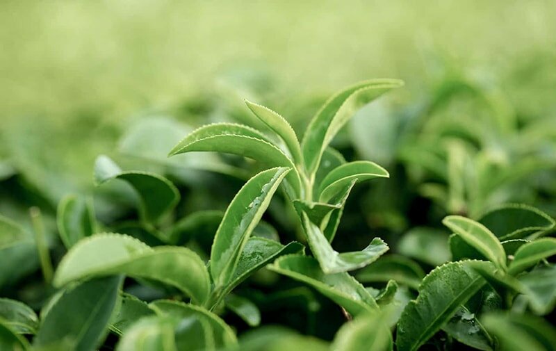 Trà xanh giúp ngăn ngừa cảm cúm, giảm nguy cơ hen suyễn