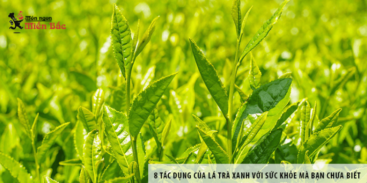 8 tác dụng của lá trà xanh với sức khỏe mà bạn chưa biết