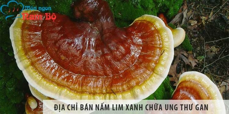 Địa chỉ bán nấm lim xanh chữa ung thư gan số 1 hiện nay