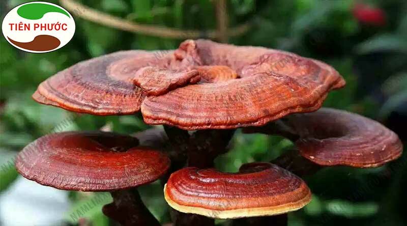 Địa chỉ bán nấm lim xanh chữa ung thư gan số 1 hiện nay 1 Địa chỉ bán nấm lim xanh chữa ung thư gan số 1 hiện nay1