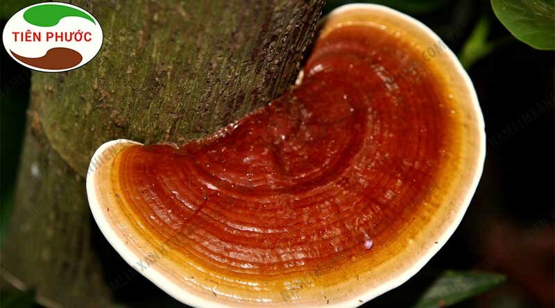 Địa chỉ bán nấm lim xanh chữa ung thư gan số 1 hiện nay 2 Địa chỉ bán nấm lim xanh chữa ung thư gan số 1 hiện nay2