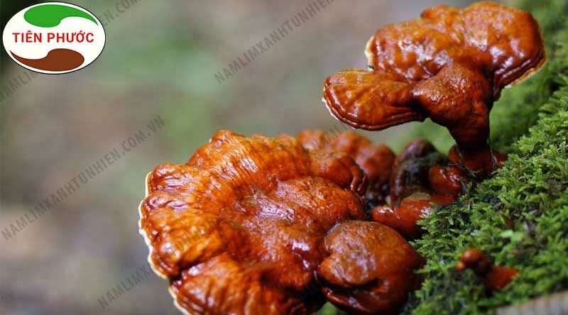 Địa chỉ bán nấm lim xanh chữa ung thư gan số 1 hiện nay 3 Địa chỉ bán nấm lim xanh chữa ung thư gan số 1 hiện nay3