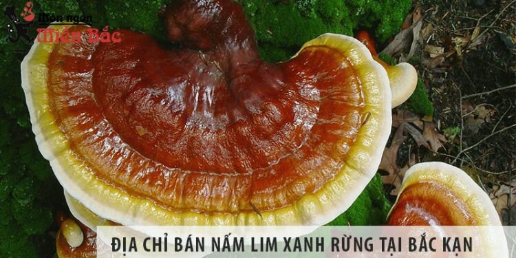 Địa chỉ bán nấm lim xanh rừng tỉnh Bắc Kạn uy tín?