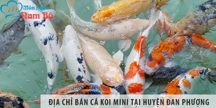 Địa chỉ bán cá koi mini đẹp, giá rẻ tại huyện Đan Phượng Địa chỉ bán cá koi mini đẹp, giá rẻ tại huyện Đan Phượng