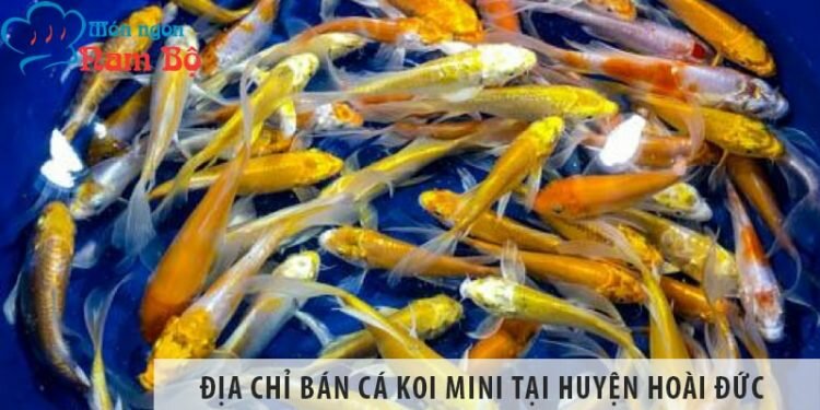 Địa chỉ bán cá koi mini đẹp, giá rẻ tại huyện Hoài Đức Địa chỉ bán cá koi mini đẹp, giá rẻ tại huyện Hoài Đức