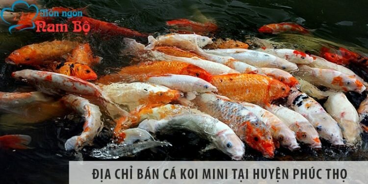 Địa chỉ bán cá koi mini đẹp, giá rẻ tại huyện Phúc Thọ Địa chỉ bán cá koi mini đẹp, giá rẻ tại huyện Phúc Thọ