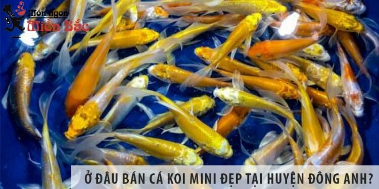 Ở đâu bán cá Koi mini đẹp, giá rẻ tại huyện Đông Anh? Ở đâu bán cá Koi mini đẹp, giá rẻ tại huyện Đông Anh?