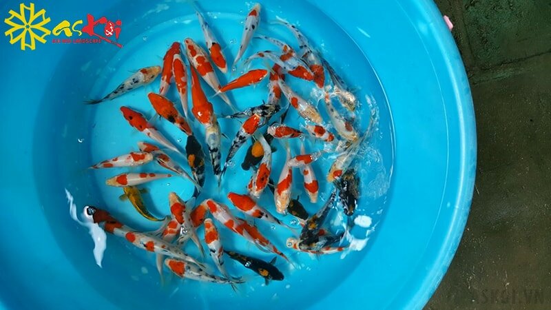 Cá Koi mini được chia làm nhiều loại Cá Koi mini được chia làm nhiều loại