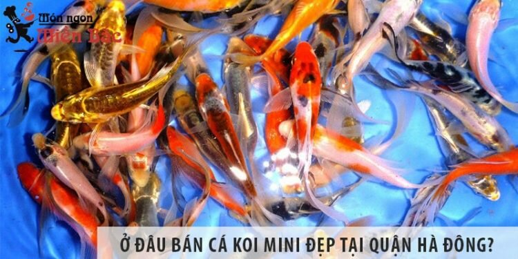 Ở đâu bán cá koi mini đẹp, giá rẻ tại Quận Hà Đông? Ở đâu bán cá koi mini đẹp, giá rẻ tại Quận Hà Đông?