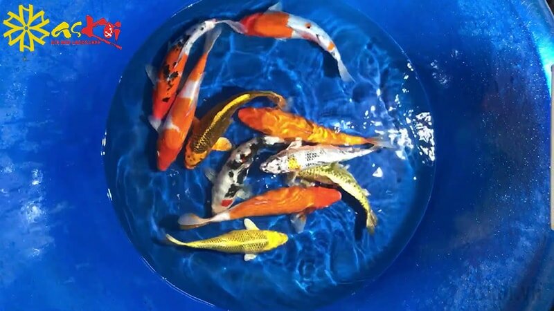 Cá Koi mini Cá Koi mini