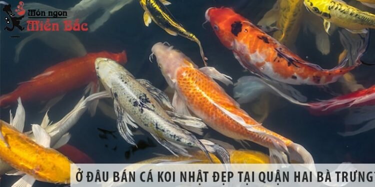 Ở đâu bán cá Koi Nhật đẹp, giá rẻ tại Quận Hai Bà Trưng? Ở đâu bán cá Koi Nhật đẹp, giá rẻ tại Quận Hai Bà Trưng?