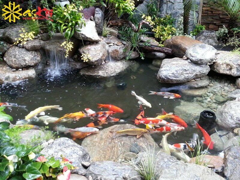 Để chăm sóc cá Koi lên màu đẹp không hề đơn giản Để chăm sóc cá Koi lên màu đẹp không hề đơn giản