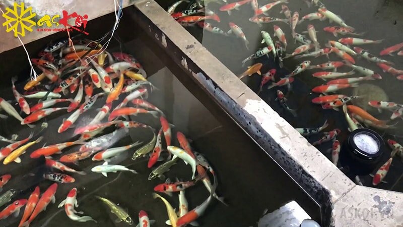 Cá Koi Việt tại Askoi Cá Koi Việt tại Askoi