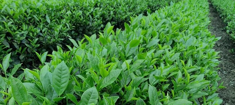 Vị trà chuẩn Thái Nguyên có mùi thơm nhẹ giống mùi cốm non Vị trà chuẩn Thái Nguyên có mùi thơm nhẹ giống mùi cốm non
