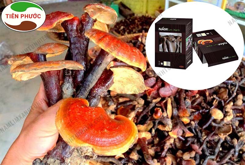 Nấm lim xanh là một dược liệu được đánh giá rất cao trong hỗ trợ điều trị ung thư Nấm lim xanh là một dược liệu được đánh giá rất cao trong hỗ trợ điều trị ung thư