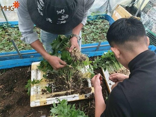 Sâm Ngọc Linh - “Quốc bảo” của riêng người Việt