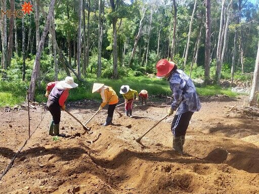Sâm Ngọc Linh - “Quốc bảo” của riêng người Việt