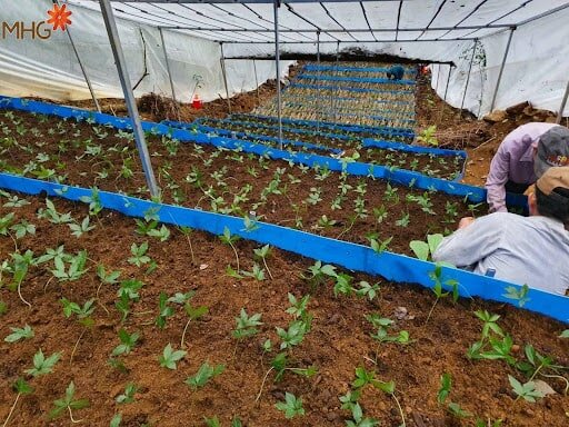 Sâm Ngọc Linh - “Quốc bảo” của riêng người Việt