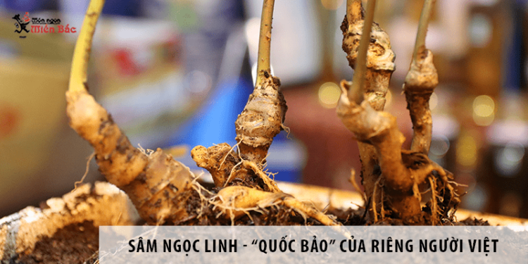 Sâm Ngọc Linh - “Quốc bảo” của riêng người Việt