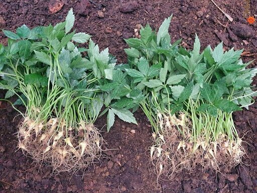 Trồng sâm Ngọc Linh không chỉ đơn giản là giữ gìn “quốc bảo” Trồng sâm Ngọc Linh không chỉ đơn giản là giữ gìn “quốc bảo”