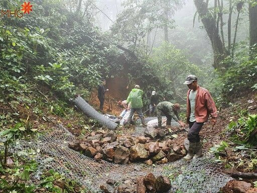 Trồng sâm Ngọc Linh không chỉ đơn giản là giữ gìn “quốc bảo” Trồng sâm Ngọc Linh không chỉ đơn giản là giữ gìn “quốc bảo”