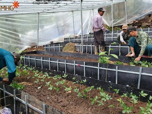 Trồng sâm Ngọc Linh không chỉ đơn giản là giữ gìn “quốc bảo” Trồng sâm Ngọc Linh không chỉ đơn giản là giữ gìn “quốc bảo”