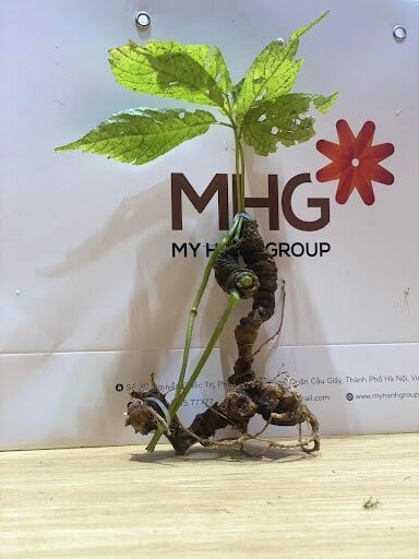 Trồng sâm Ngọc Linh không chỉ đơn giản là giữ gìn “quốc bảo” Trồng sâm Ngọc Linh không chỉ đơn giản là giữ gìn “quốc bảo”