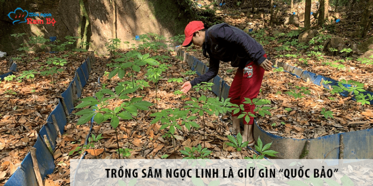 Trồng sâm Ngọc Linh không chỉ đơn giản là giữ gìn “quốc bảo” Trồng sâm Ngọc Linh không chỉ đơn giản là giữ gìn “quốc bảo”