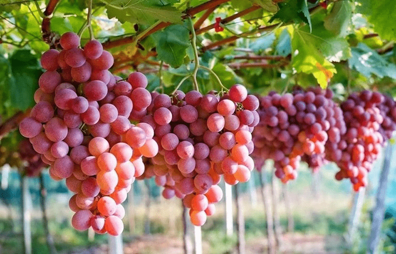 Quả nho có tốt cho phổi không?