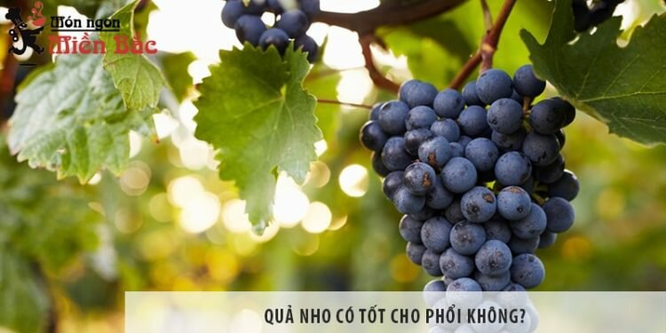 Quả nho có tốt cho phổi không?