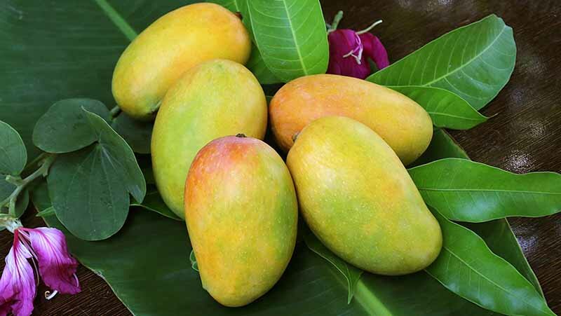 Quả xoài có chứa nhiều vitamin A không?