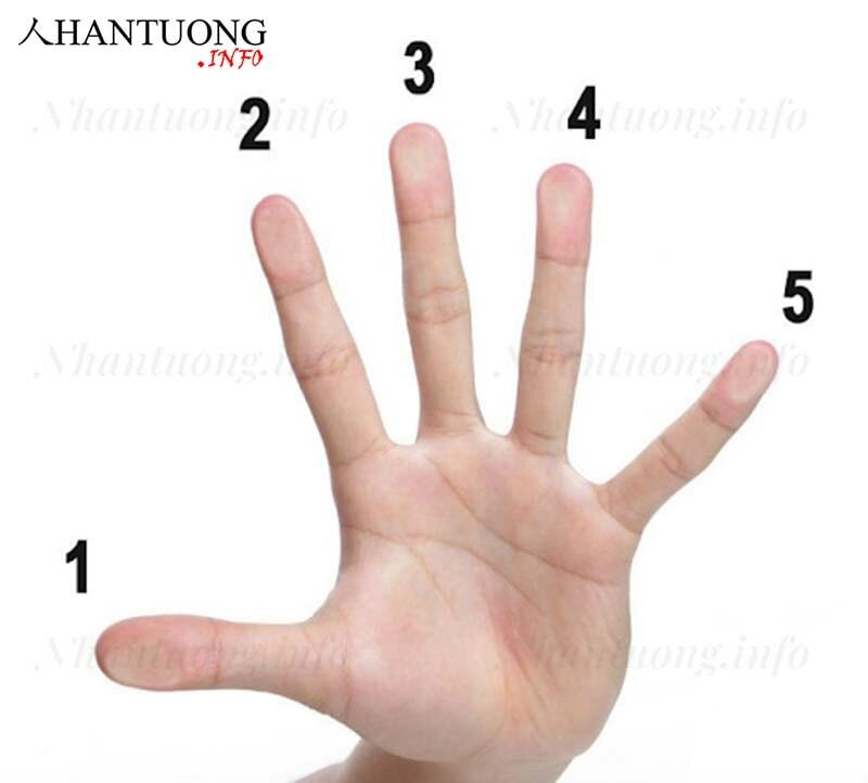 Ý nghĩa các ngón tay và gò trên bàn tay như thế nào? 1 Các ngón trên bàn tay