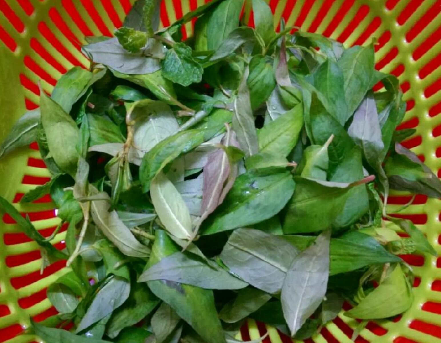 goi buoi du du tom thit 4